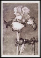 William Kentridge; Iris II (In Clamp)