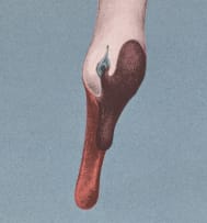 Jules van de Vijver; Composite Form with Breasts and Swan's Head