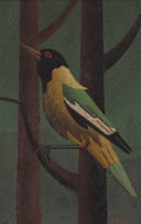 Diederick During; Black-Headed Oriole