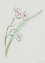 Esmé Hennessy; Phragmipedium schlimii (Orchid)