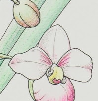 Esmé Hennessy; Phragmipedium schlimii (Orchid)