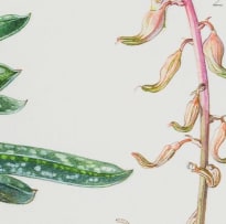 Ellaphie Ward-Hilhorst; Gasteria bicolor var. liliputana (typical specimen)