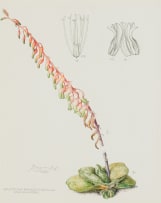 Ellaphie Ward-Hilhorst; Gasteria brachyphylla var. bayerii