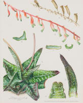Ellaphie Ward-Hilhorst; Gasteria carinata var. carinata