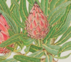 Thalia Lincoln; Protea neriifolia