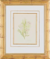 Thalia Lincoln; Serruria florida (Blushing Bride Protea)