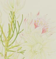 Thalia Lincoln; Serruria florida (Blushing Bride Protea)