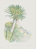 Douglas Goode; Encephalartos transvenosus