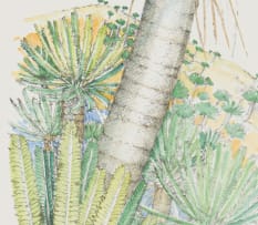 Douglas Goode; Encephalartos transvenosus