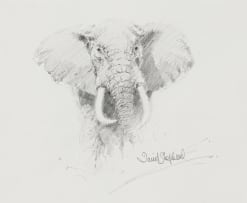 David Shepherd; Elephant Bull