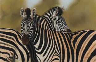 Graham Kearney; Two Zebra, Satara, Kruger Park