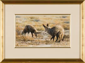 Johan Hoekstra; Bat-Eared Foxes