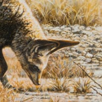 Johan Hoekstra; Bat-Eared Foxes