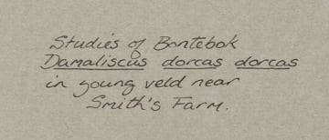 Liz McMahon; Studies of Bontebok in the Young Veld near Smith's Farm