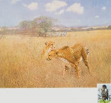 Roy Peter Reynolds; Cheetah and Zebras