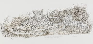 Shaun Evennet; Leopards
