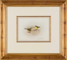 Bronwen Mellor; Yellow-Fronted Canaries