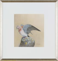 Bronwen Mellor; Laughing Dove