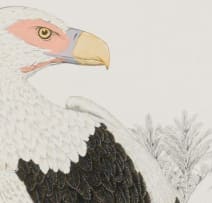 Duncan Butchart; Palmnut Vulture (Gypohierax angolensis), Kosi Bay, Zululand