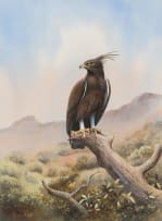 Graeme Arnott; Long-Crested Eagle