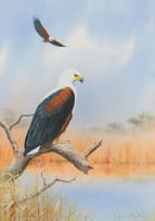 Graeme Arnott; African Fish Eagle