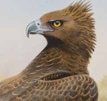Graeme Arnott; Martial Eagle
