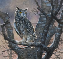 Johan Hoekstra; Spotted Eagle-Owl