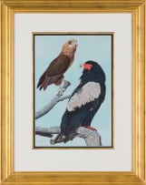 Kenneth Newman; Bateleurs (First year Immature and Adult Male)