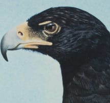 Kenneth Newman; Verreaux's Eagle