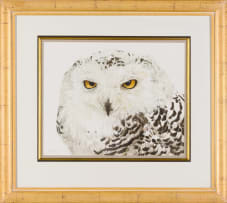 Leigh Voigt; Snowy Owl