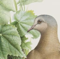 Linda van Someren; Emerald-Spotted Wood Dove