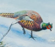 Peter R Fogarty; Pheasants in the Snow