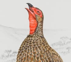 Penny Meakin; Swainson's, Cape and Red-Billed Spurfowl