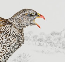 Penny Meakin; Natal Spurfowl, Crested and Coqui Francolins
