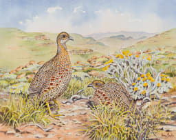 Penny Meakin; Red-Winged Francolin