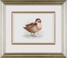Penny Meakin; Red-Billed Teal
