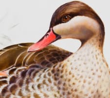 Penny Meakin; Red-Billed Teal