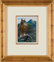 Phillip Alexander Clancey; Cape Eagle-Owl