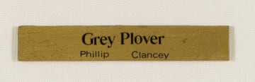 Phillip Alexander Clancey; Grey Plover