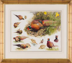 Rodger McPhail; Pheasant Study