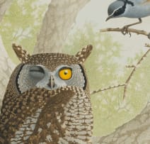 Simon Calburn; Spotted Eagle-Owl Being Mobbed by White-Throated Robin Chats and a Fork-Tailed Drongo