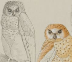 Simon Calburn; Pel's Fishing Owl (Scotopelia peli)