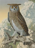 Simon Calburn; Cape Eagle-Owl
