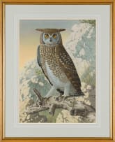 Simon Calburn; Cape Eagle-Owl