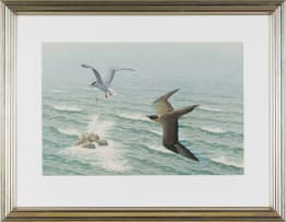 Simon Calburn; Common Terns in Flight