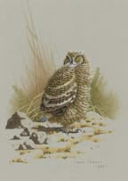 Simon Calburn; Spotted Eagle-Owl