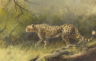 Harold Voigt; Cheetah