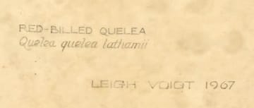 Leigh Voigt; Lesser Masked Weaver (Ploceus intermedius); Red-Billed Quelea (Quelea quelea lathamii), two