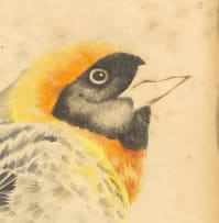 Leigh Voigt; Lesser Masked Weaver (Ploceus intermedius); Red-Billed Quelea (Quelea quelea lathamii), two