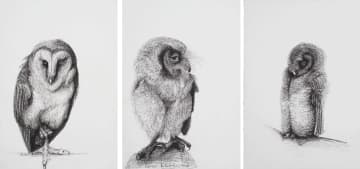 Stephen Rautenbach; Wood Owl; Barn Owl; Scops Owl, three
